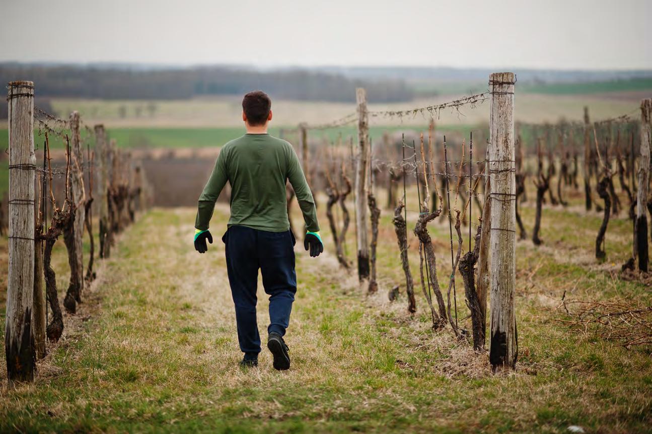 Vignes auvergnates